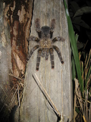 Avicularia rufa