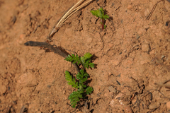 Chamaebatia foliolosa