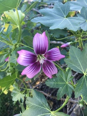 Malva assurgentiflora glabra