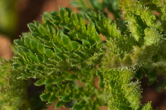 Chamaebatia foliolosa