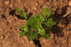 Chamaebatia foliolosa