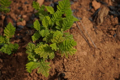 Chamaebatia foliolosa