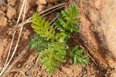 Chamaebatia foliolosa