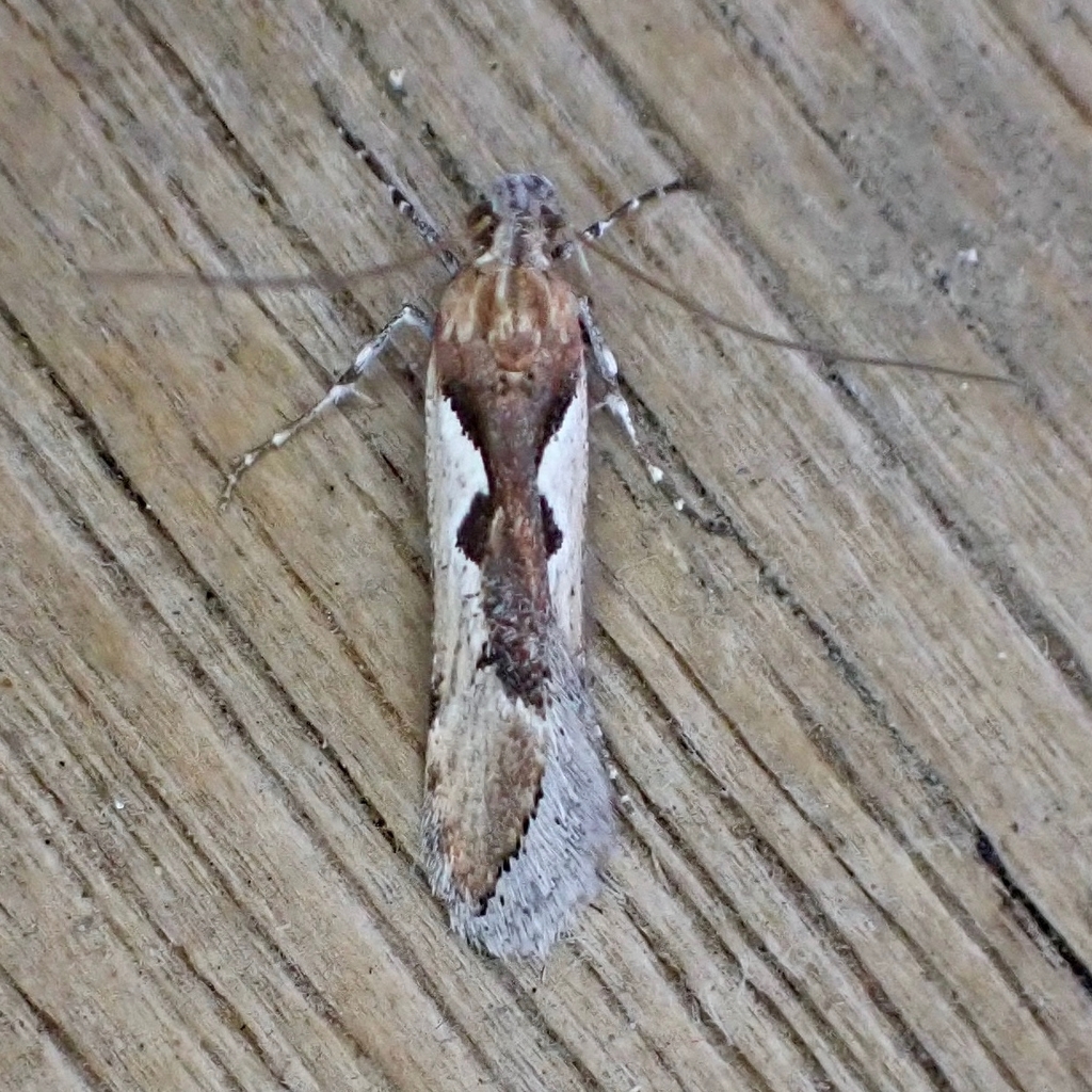 Prolita invariabilis