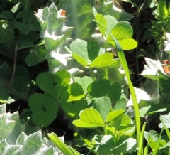 Medicago arabica