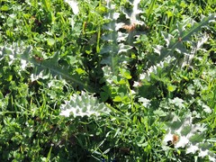 Medicago arabica