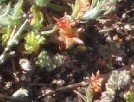 Sedum cespitosum
