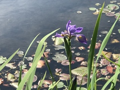 Iris versicolor