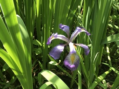 Iris versicolor
