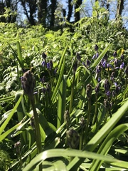 Hyacinthoides non-scripta