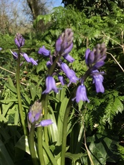 Hyacinthoides non-scripta