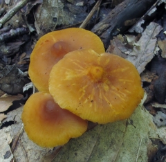 Calocybe naucoria