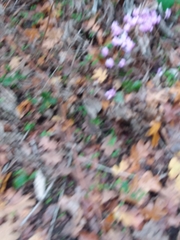 Cyclamen hederifolium
