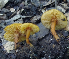 Calocybe naucoria