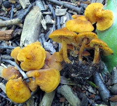 Calocybe naucoria