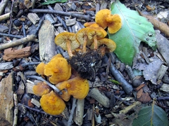 Calocybe naucoria
