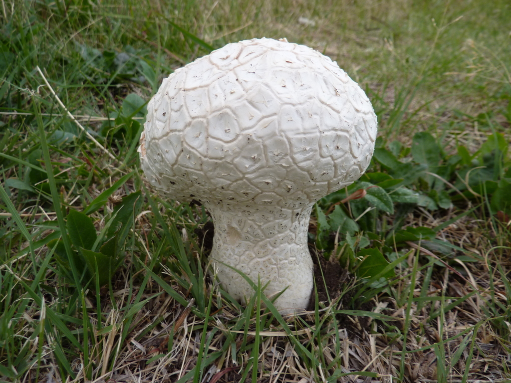 Calvatia cyathiformis · January 2016 · photo: © laurabm2020 (iNaturalist, cc-by)