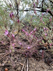Cordylanthus eremicus kernensis