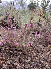 Cordylanthus eremicus kernensis