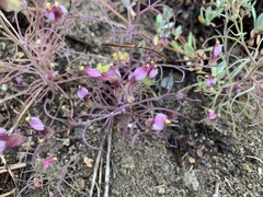 Cordylanthus eremicus kernensis