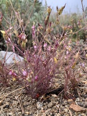 Cordylanthus eremicus kernensis