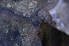 Phorcus turbinatus