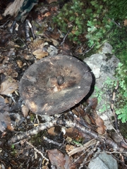 Lactifluus sepiaceus