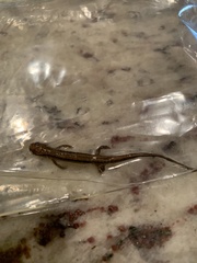 Eurycea guttolineata