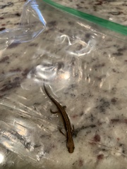 Eurycea guttolineata