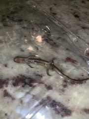 Eurycea guttolineata