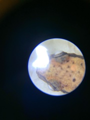 Eurycea guttolineata