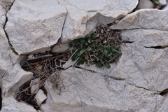 Limonium cancellatum