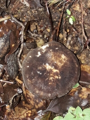 Lactifluus sepiaceus