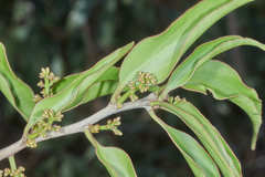 Struthanthus deppeanus