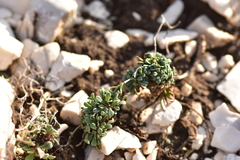 Limonium cancellatum
