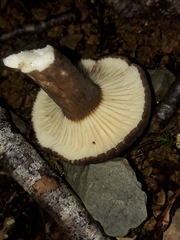 Lactifluus sepiaceus