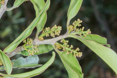 Struthanthus deppeanus