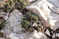 Limonium cancellatum