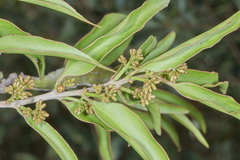 Struthanthus deppeanus