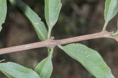 Struthanthus deppeanus