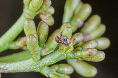 Struthanthus deppeanus