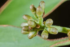 Struthanthus deppeanus