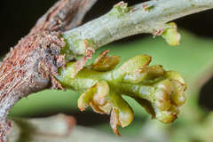 Struthanthus deppeanus