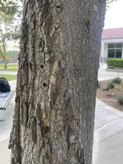 Magnolia grandiflora