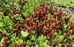 Crassula moschata