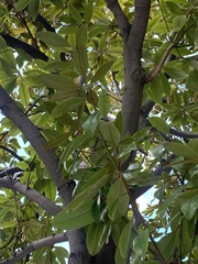 Magnolia grandiflora