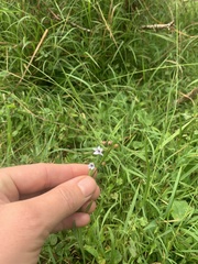 Sisyrinchium rosulatum