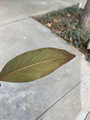 Magnolia grandiflora