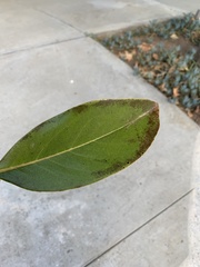 Magnolia grandiflora