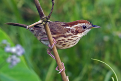 Pellorneum ruficeps